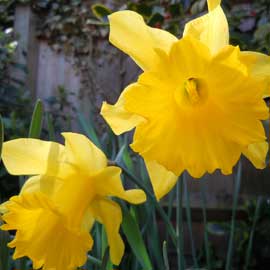 daffs